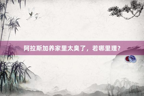 阿拉斯加养家里太臭了,若哪里理?